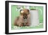 Pomeranian Puppy Sitting Next to Watering-null-Framed Photographic Print