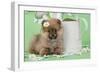 Pomeranian Puppy Sitting Next to Watering-null-Framed Photographic Print