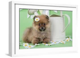 Pomeranian Puppy Sitting Next to Watering-null-Framed Photographic Print