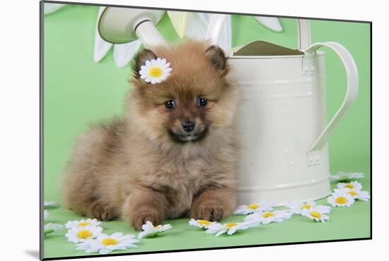 Pomeranian Puppy Sitting Next to Watering-null-Mounted Photographic Print