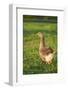 Pomeranian's goose, meadow, close-up, evening light-David & Micha Sheldon-Framed Photographic Print