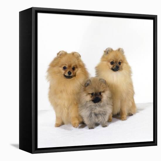 Pomeranian, Three Sitting, One Puppy, Studio Shot-null-Framed Stretched Canvas