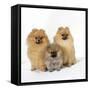 Pomeranian, Three Sitting, One Puppy, Studio Shot-null-Framed Stretched Canvas