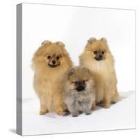 Pomeranian, Three Sitting, One Puppy, Studio Shot-null-Stretched Canvas