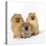 Pomeranian, Three Sitting, One Puppy, Studio Shot-null-Stretched Canvas