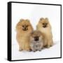 Pomeranian, Three Sitting, One Puppy, Studio Shot-null-Framed Stretched Canvas