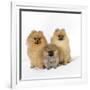 Pomeranian, Three Sitting, One Puppy, Studio Shot-null-Framed Photographic Print