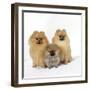 Pomeranian, Three Sitting, One Puppy, Studio Shot-null-Framed Photographic Print