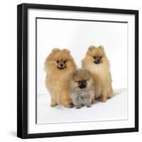 Pomeranian, Three Sitting, One Puppy, Studio Shot-null-Framed Photographic Print