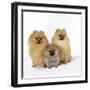 Pomeranian, Three Sitting, One Puppy, Studio Shot-null-Framed Photographic Print