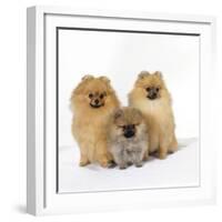 Pomeranian, Three Sitting, One Puppy, Studio Shot-null-Framed Photographic Print