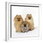 Pomeranian, Three Sitting, One Puppy, Studio Shot-null-Framed Photographic Print