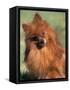 Pomeranian with Head Cocked to One Side-Adriano Bacchella-Framed Stretched Canvas