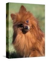 Pomeranian with Head Cocked to One Side-Adriano Bacchella-Stretched Canvas