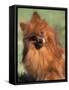 Pomeranian with Head Cocked to One Side-Adriano Bacchella-Framed Stretched Canvas
