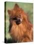 Pomeranian with Head Cocked to One Side-Adriano Bacchella-Stretched Canvas