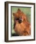 Pomeranian with Head Cocked to One Side-Adriano Bacchella-Framed Premium Photographic Print