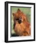 Pomeranian with Head Cocked to One Side-Adriano Bacchella-Framed Premium Photographic Print