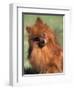 Pomeranian with Head Cocked to One Side-Adriano Bacchella-Framed Premium Photographic Print