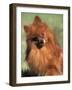 Pomeranian with Head Cocked to One Side-Adriano Bacchella-Framed Photographic Print