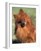 Pomeranian with Head Cocked to One Side-Adriano Bacchella-Framed Photographic Print