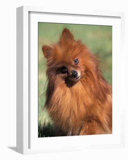 Pomeranian with Head Cocked to One Side-Adriano Bacchella-Framed Photographic Print