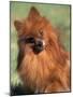 Pomeranian with Head Cocked to One Side-Adriano Bacchella-Mounted Photographic Print