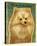 Pomeranian-John W Golden-Stretched Canvas