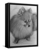 Pomeranian-Alfred Eisenstaedt-Framed Stretched Canvas