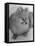 Pomeranian-Alfred Eisenstaedt-Framed Stretched Canvas