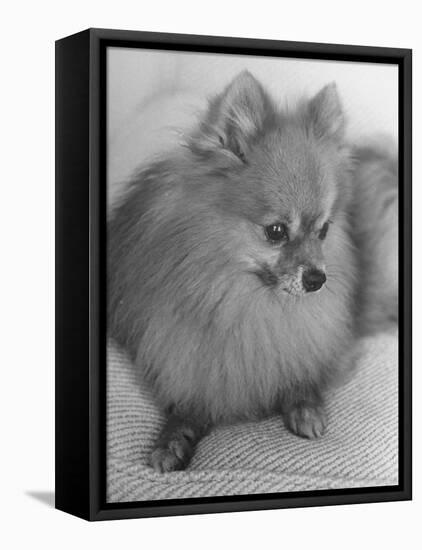 Pomeranian-Alfred Eisenstaedt-Framed Stretched Canvas