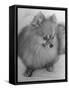 Pomeranian-Alfred Eisenstaedt-Framed Stretched Canvas