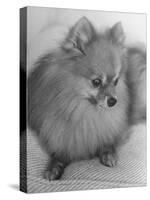 Pomeranian-Alfred Eisenstaedt-Stretched Canvas