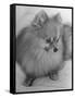 Pomeranian-Alfred Eisenstaedt-Framed Stretched Canvas