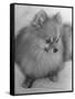 Pomeranian-Alfred Eisenstaedt-Framed Stretched Canvas