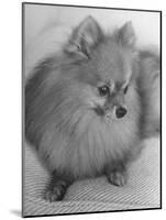 Pomeranian-Alfred Eisenstaedt-Mounted Photographic Print