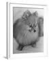 Pomeranian-Alfred Eisenstaedt-Framed Photographic Print