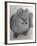 Pomeranian-Alfred Eisenstaedt-Framed Photographic Print