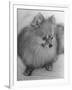 Pomeranian-Alfred Eisenstaedt-Framed Photographic Print