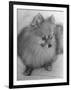 Pomeranian-Alfred Eisenstaedt-Framed Photographic Print