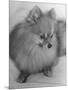 Pomeranian-Alfred Eisenstaedt-Mounted Photographic Print