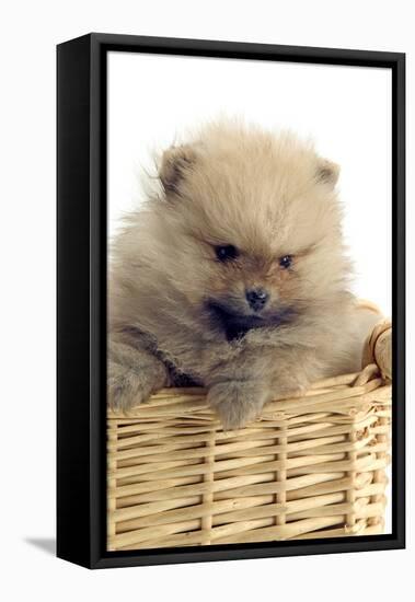 Pomeranian-null-Framed Stretched Canvas