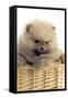 Pomeranian-null-Framed Stretched Canvas