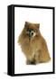 Pomeranian-null-Framed Stretched Canvas