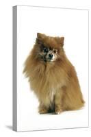 Pomeranian-null-Stretched Canvas