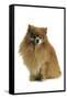 Pomeranian-null-Framed Stretched Canvas