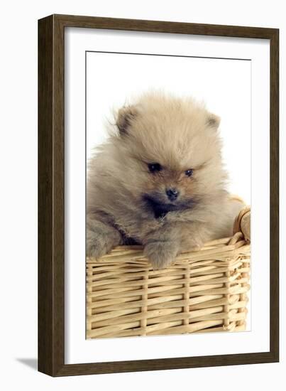 Pomeranian-null-Framed Photographic Print