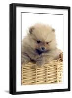 Pomeranian-null-Framed Photographic Print