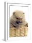 Pomeranian-null-Framed Photographic Print