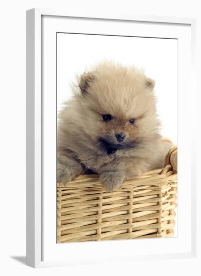 Pomeranian-null-Framed Photographic Print